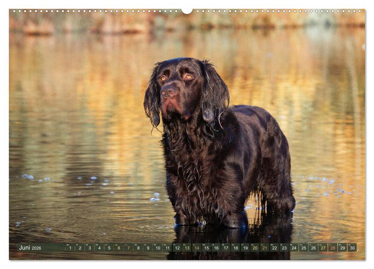 Produktbild: Jagdhund im Portrait - Deutsch Langhaar (Wandkalender 2026 DIN A2 quer), CALVENDO Monatskalender