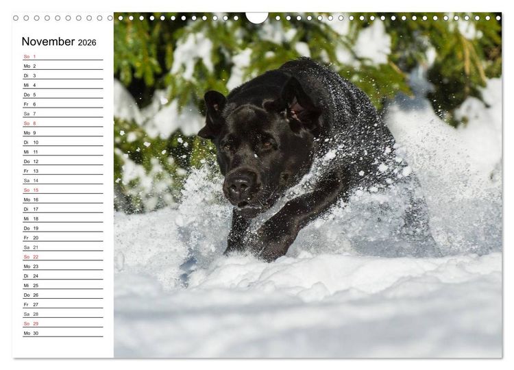 Produktbild: Labrador Retriever - Freunde f&uuml;r&acute;s Leben (Wandkalender 2026 DIN A3 quer), CALVENDO Monatskalender