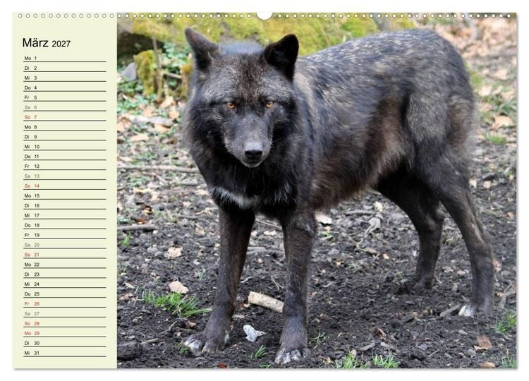 Produktbild: Im Rudel Zuhause - Der Wolf (hochwertiger Premium Wandkalender 2027 DIN A2 quer), Kunstdruck in Hochglanz