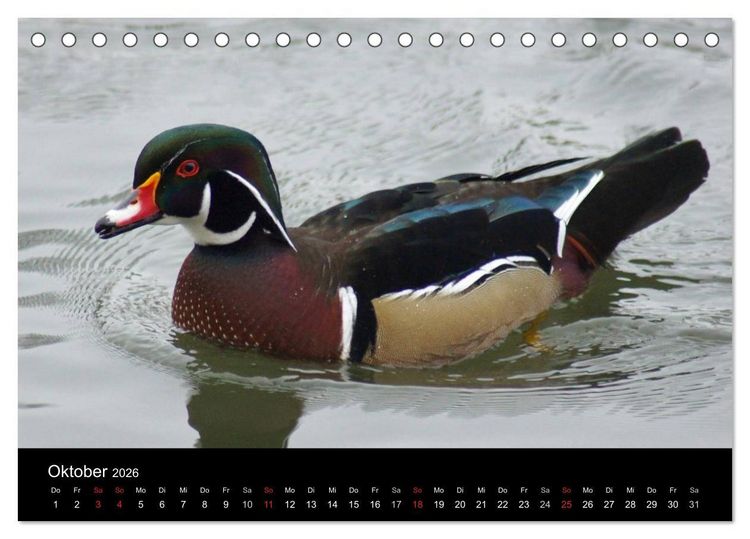Produktbild: Das Leben der Enten (Tischkalender 2026 DIN A5 quer), CALVENDO Monatskalender