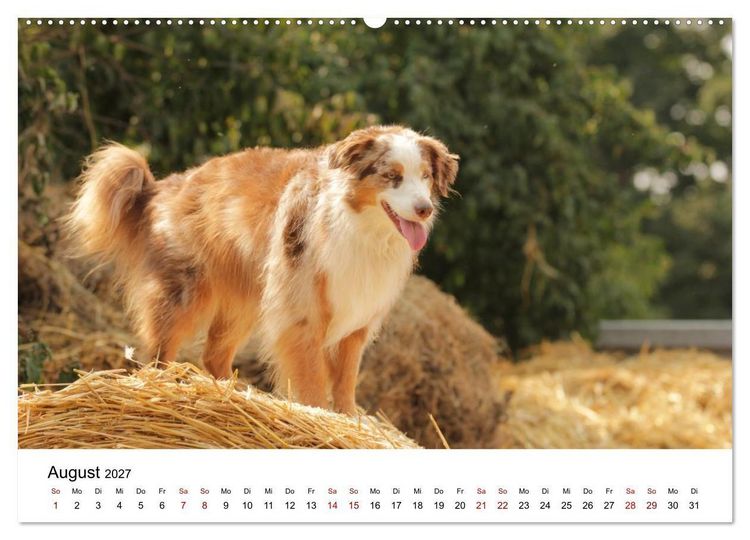 Produktbild: Australian Shepherd - Treue Blicke, wilde Herzen (Wandkalender 2027 DIN A2 quer), CALVENDO Monatskalender