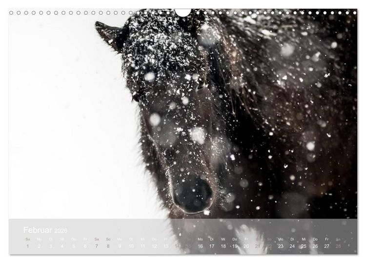 Produktbild: Islandpferde - Stolz und Stark durch Sommer und Winter (Wandkalender 2026 DIN A3 quer), CALVENDO Monatskalender