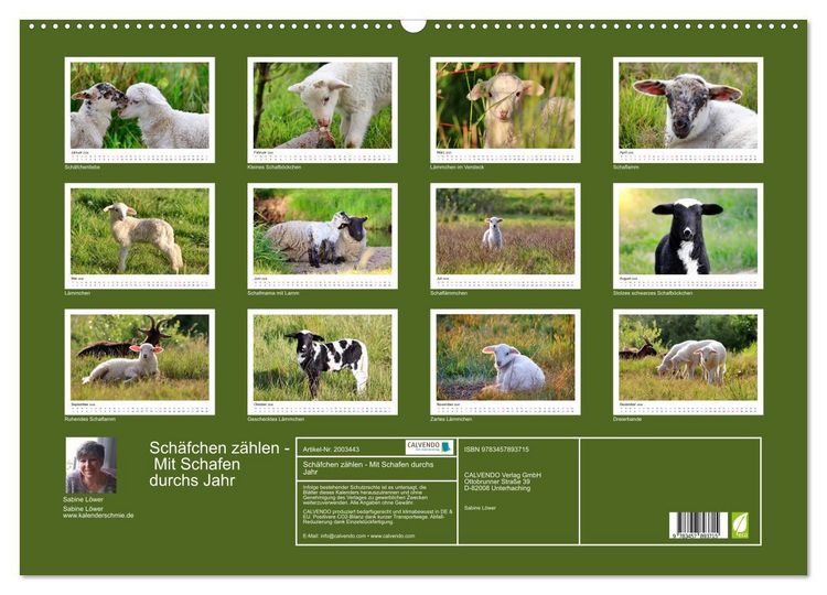 Produktbild: Sch&auml;fchen z&auml;hlen - Mit Schafen durchs Jahr (Wandkalender 2026 DIN A2 quer), CALVENDO Monatskalender