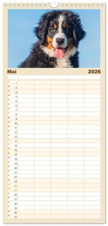 Produktbild: Familienplaner 2026 - Berner Sennenhund - Ein Freund auf vier Pfoten mit 5 Spalten (Wandkalender, 21 x 45 cm) CALVENDO