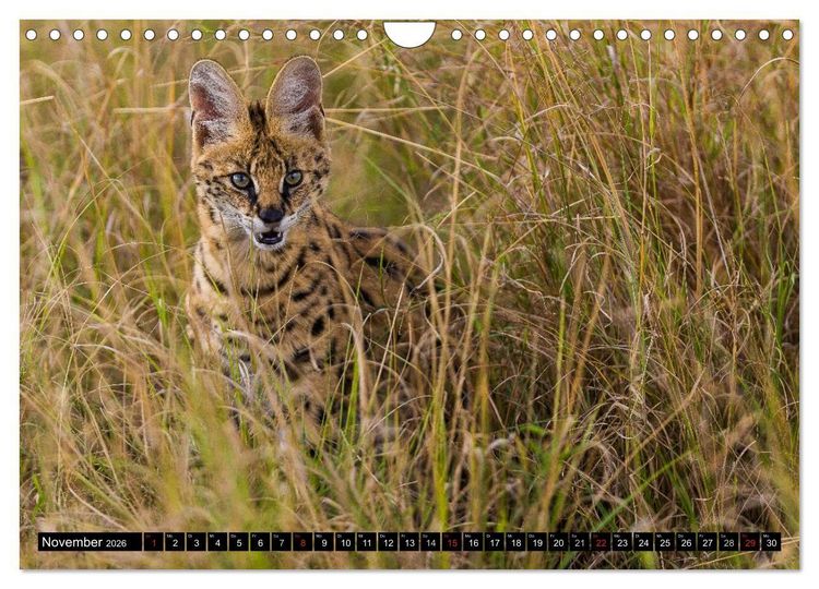 Produktbild: Masai Mara 2026 (Wandkalender 2026 DIN A4 quer), CALVENDO Monatskalender