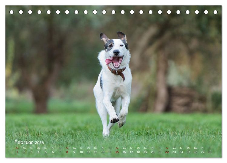 Produktbild: Fr&ouml;hliche Hunde (Tischkalender 2026 DIN A5 quer), CALVENDO Monatskalender