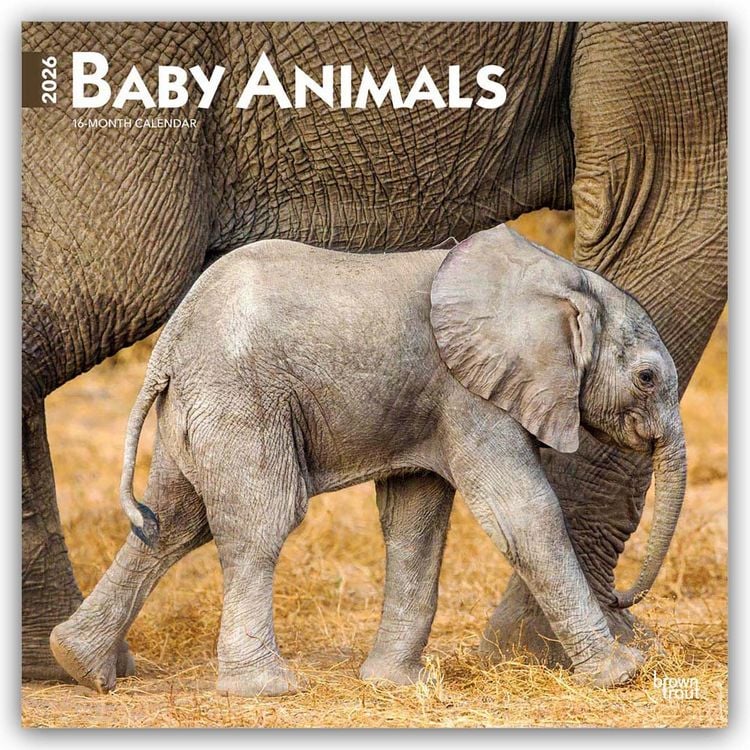 Produktbild: Baby Animals – Tierbabys – Tierkinder 2026 – 16-Monatskalender