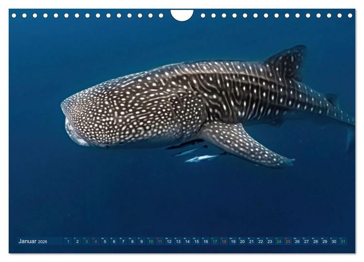 Produktbild: Big Five Australiens Buckelwal, Walhai, Orca, Quokka,K&auml;nguru (Wandkalender 2026 DIN A4 quer), CALVENDO Monatskalender