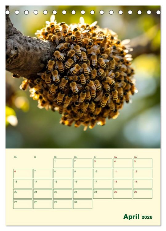 Produktbild: Bienenblick &ndash; Ein Jahr mit den Bienen (Tischkalender 2026 DIN A5 hoch), CALVENDO Monatskalender