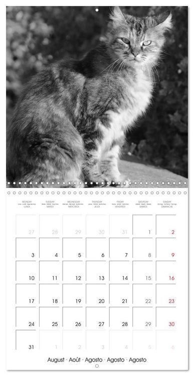 Produktbild: Black and white cat whispers (Wall Calendar 2026 12 &times; 12 Inch) CALVENDO 12 Month Wall Calendar