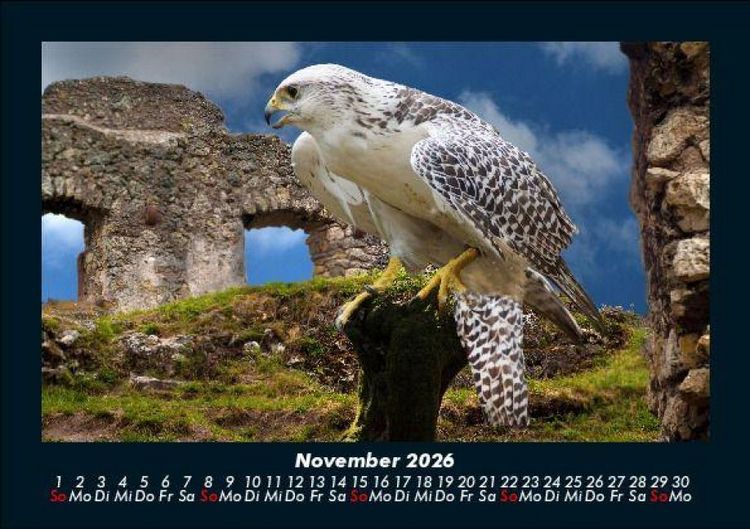 Produktbild: Welt der V&ouml;gel 2026 Fotokalender DIN A5