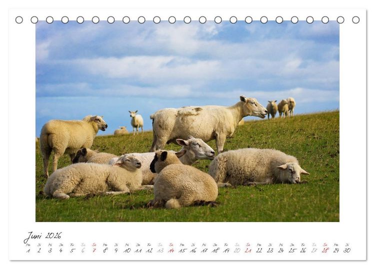 Produktbild: Nordsee - einfach Meer (Tischkalender 2026 DIN A5 quer), CALVENDO Monatskalender