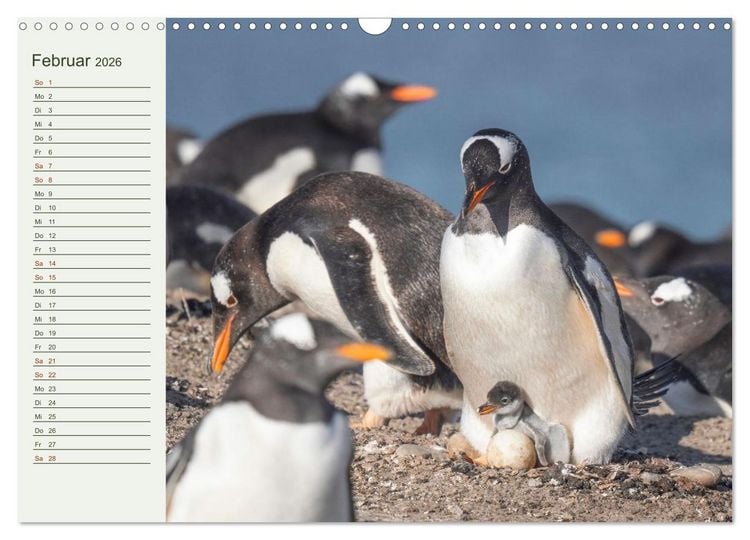 Produktbild: Unter Pinguinen (Wandkalender 2026 DIN A3 quer), CALVENDO Monatskalender