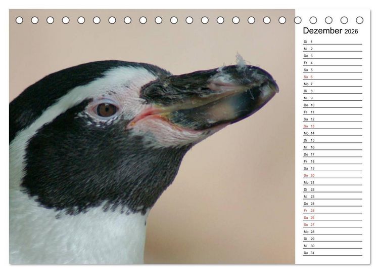 Produktbild: Faszinierende Tierportraits (Tischkalender 2026 DIN A5 quer), CALVENDO Monatskalender