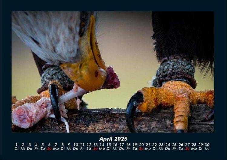Produktbild: Adler 2025 Fotokalender DIN A4