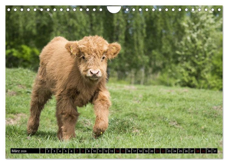 Produktbild: Nordhessens Tierkinder (Wandkalender 2026 DIN A4 quer), CALVENDO Monatskalender
