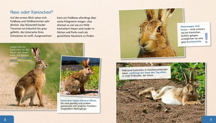Produktbild: Meine gro&szlig;e Tierbibliothek: Der Hase