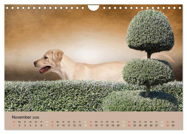 Produktbild: Labrador Retriever unsere Freunde (Wandkalender 2026 DIN A4 quer), CALVENDO Monatskalender