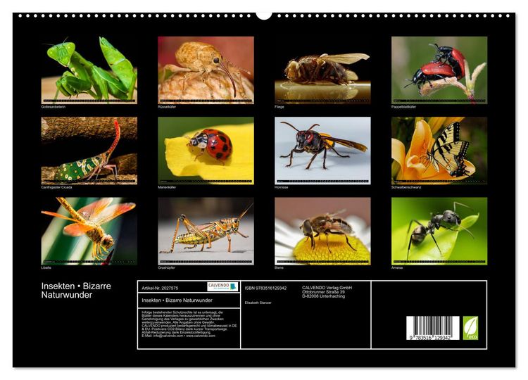 Produktbild: Insekten &bull; Bizarre Naturwunder (hochwertiger Premium Wandkalender 2026 DIN A2 quer), Kunstdruck in Hochglanz