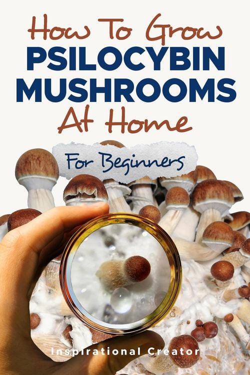Produktbild: How to Grow Psilocybin Mushrooms at Home for Beginners