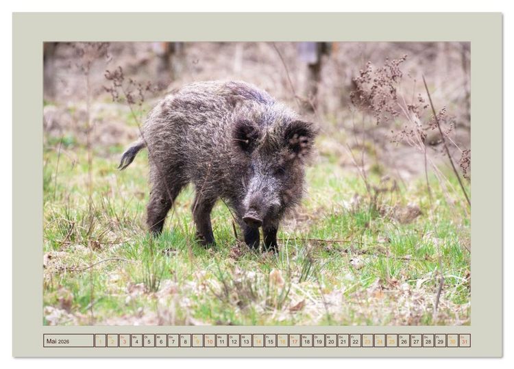 Produktbild: Wildschweine ganz nah an der Sau (Sus scrofa) von Tanja Riedel (Tischkalender 2026 DIN A5 quer), CALVENDO Monatskalender