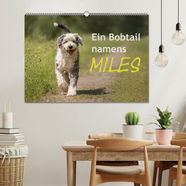 Produktbild: Ein Bobtail namens Miles (Wandkalender 2026 DIN A2 quer), CALVENDO Monatskalender