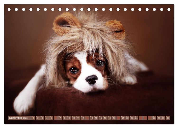Produktbild: Der Welpenkalender - Cavalier King Charles Spaniel (Tischkalender 2026 DIN A5 quer), CALVENDO Monatskalender