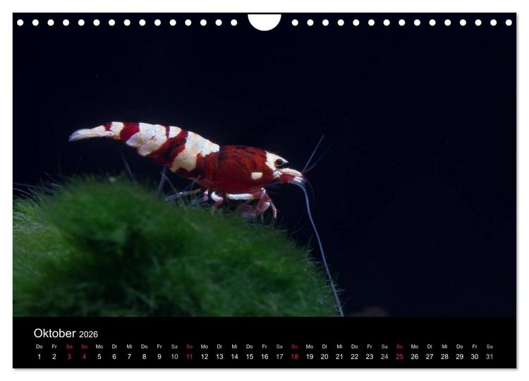 Produktbild: Zwerggarnelen - gepanzerte Juwelen im Aquarium (Wandkalender 2026 DIN A4 quer), CALVENDO Monatskalender