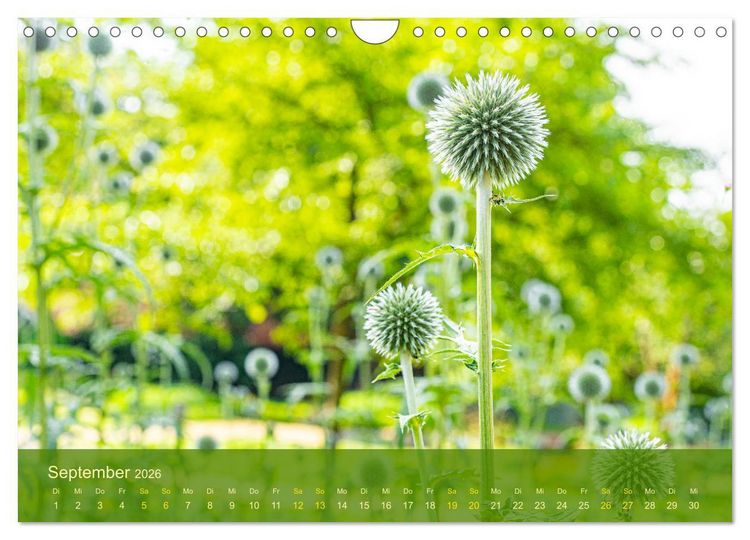 Produktbild: der staudengarten zu bad hersfeld (Wandkalender 2026 DIN A4 quer), CALVENDO Monatskalender