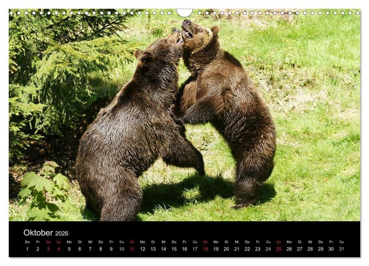 Produktbild: B&auml;ren im Nationalpark Bayerischer Wald (Wandkalender 2026 DIN A3 quer), CALVENDO Monatskalender