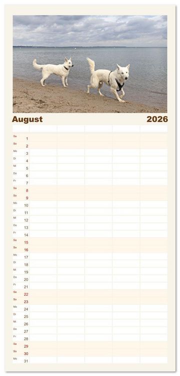 Produktbild: Familienplaner 2026 - Berger Blanc Suisse - Weggef&auml;hrten auf 4 Pfoten mit 5 Spalten (Wandkalender, 21 x 45 cm) CALVENDO