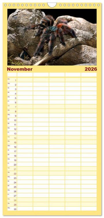 Produktbild: Familienplaner 2026 - Vogelspinnen - Tarantulas mit 5 Spalten (Wandkalender, 21 x 45 cm) CALVENDO
