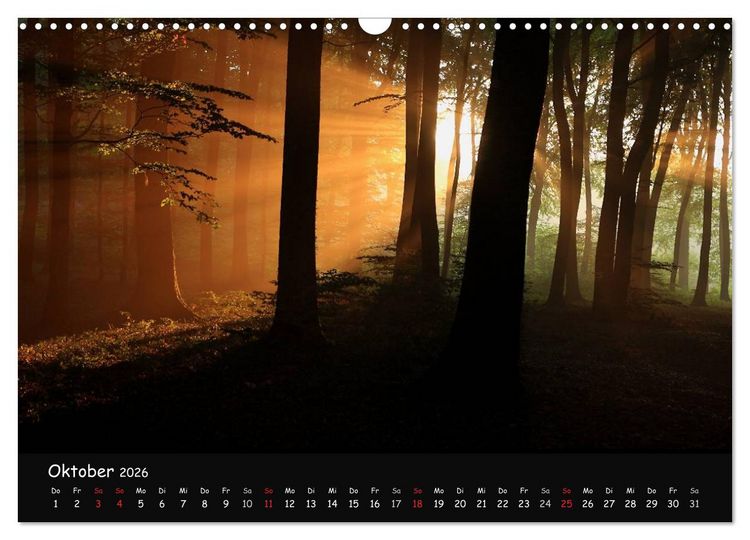 Produktbild: Lichter im Wald (Wandkalender 2026 DIN A3 quer), CALVENDO Monatskalender