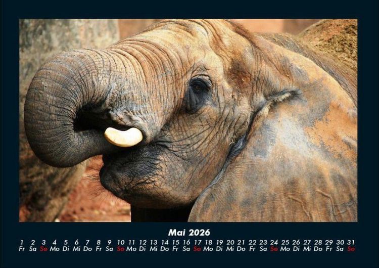 Produktbild: Der Elefantenkalender 2026 Fotokalender DIN A4