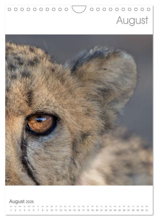 Produktbild: BIG CATS - Namibias Raubkatzen (Wandkalender 2026 DIN A4 hoch), CALVENDO Monatskalender