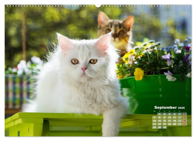 Produktbild: Katzen im Gr&uuml;nen (Wandkalender 2026 DIN A2 quer), CALVENDO Monatskalender