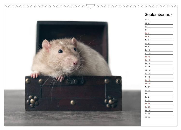 Produktbild: Ratten. Kleine Nager, gro&szlig;es Herz. (Wandkalender 2026 DIN A3 quer), CALVENDO Monatskalender