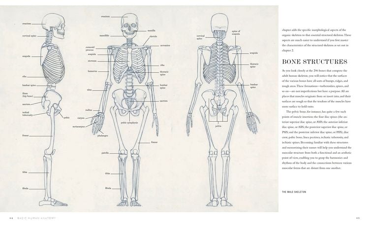 Produktbild: Basic Human Anatomy