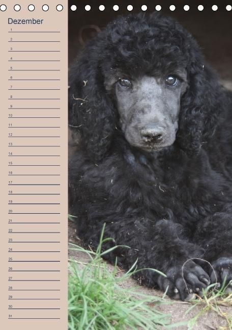 Produktbild: Pudel / Geburtstagskalender (Tischkalender immerw&auml;hrend DIN A5 hoch)