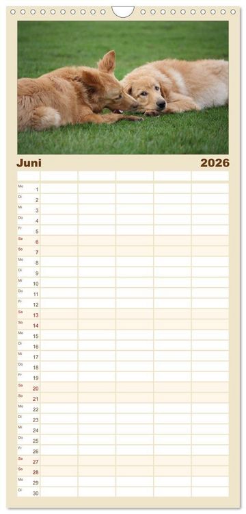 Produktbild: Familienplaner 2026 - Hovawart - nat&uuml;rlich blond mit 5 Spalten (Wandkalender, 21 x 45 cm) CALVENDO
