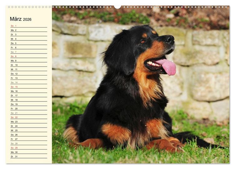 Produktbild: Mein bester Freund - Der Hovawart (Wandkalender 2026 DIN A2 quer), CALVENDO Monatskalender