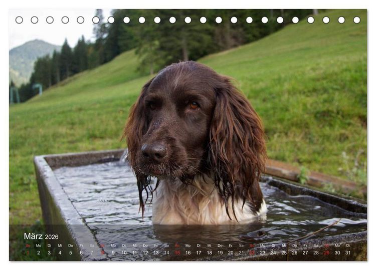 Produktbild: Kleiner M&uuml;nsterl&auml;nder Vorstehhund (Tischkalender 2026 DIN A5 quer), CALVENDO Monatskalender