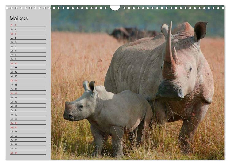 Produktbild: Nash&ouml;rner und Flusspferde (Wandkalender 2026 DIN A3 quer), CALVENDO Monatskalender