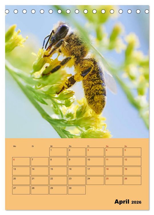 Produktbild: Die Biene und die Farbe gelb (Tischkalender 2026 DIN A5 hoch), CALVENDO Monatskalender