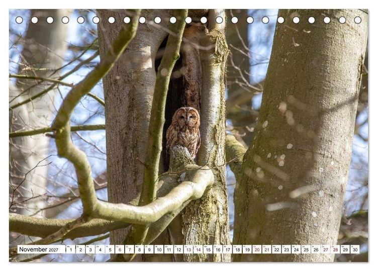 Produktbild: Wildtiere im M&uuml;ritz-Nationalpark (Tischkalender 2027 DIN A5 quer), CALVENDO Monatskalender