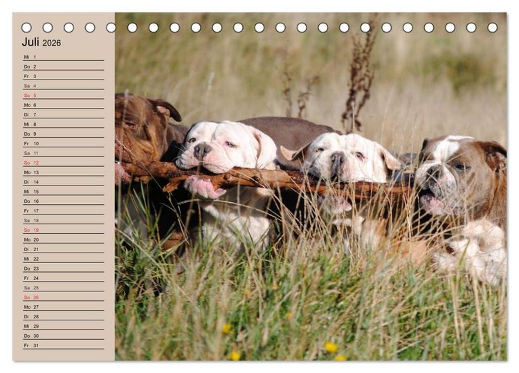 Produktbild: Faszination Bulldogge (Tischkalender 2026 DIN A5 quer), CALVENDO Monatskalender