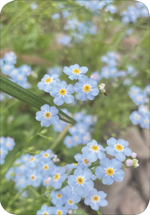 Produktbild: Wiesengl&uuml;ck
