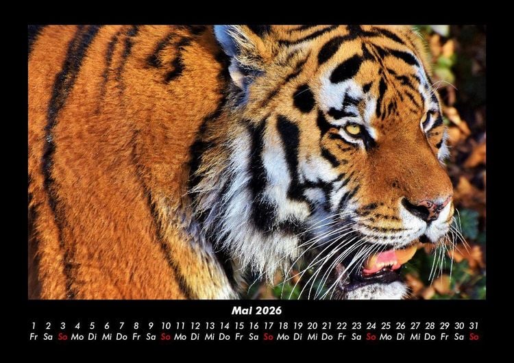 Produktbild: Tiger 2026 Fotokalender DIN A3