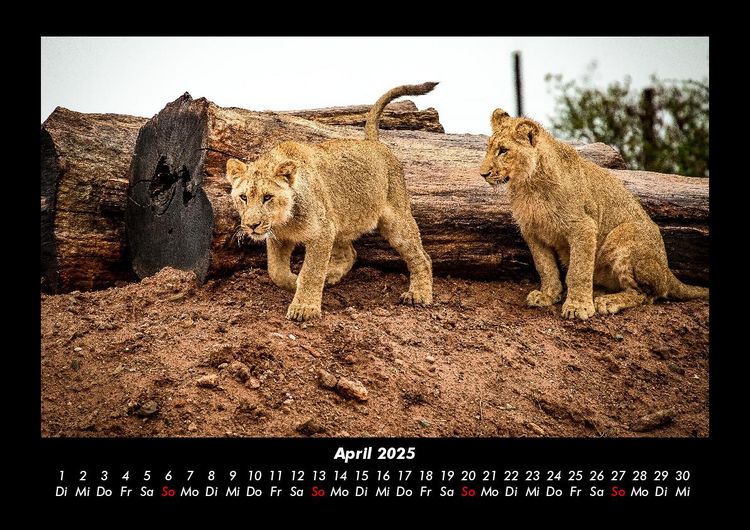 Produktbild: L&ouml;wen in der Wildnis 2025 Fotokalender DIN A3