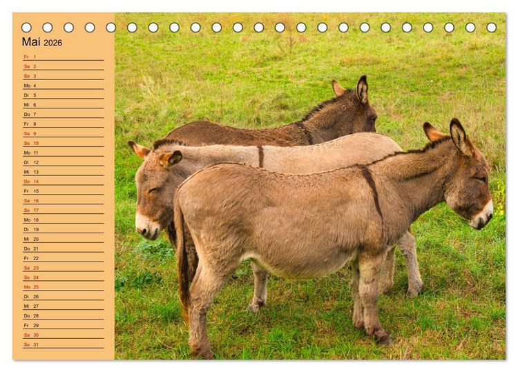 Produktbild: Liebenswerte Esel (Tischkalender 2026 DIN A5 quer), CALVENDO Monatskalender